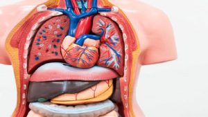 بهترین متخصص طب سنتی اصفهان | اصلاح مزاج عضوی در طب سنتی