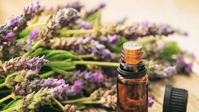 بهترین متخصص طب سنتی اصفهان | دکتر طب سنتی اصفهان | دکتر مجتبی معتمدی | با گیاهان دارویی آرامش ذهنی پیدا کنید ؟