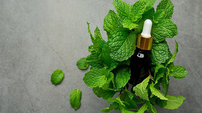 ویزیت طب سنتی در اصفهان | درمان بیماری با طب سنتی در اصفهان | دکتر مجتبی معتمدی | بهترین متخصص طب سنتی اصفهان | نعناع فلفلی