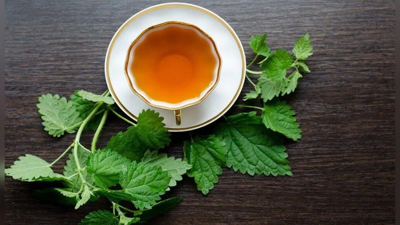 ویزیت طب سنتی در اصفهان | درمان بیماری با طب سنتی در اصفهان | دکتر مجتبی معتمدی | بهترین متخصص طب سنتی اصفهان |  گزنه