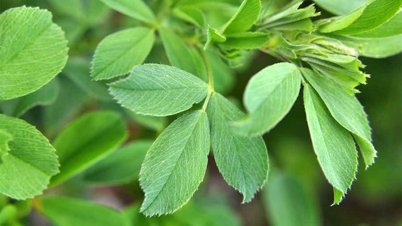 ویزیت طب سنتی در اصفهان | درمان بیماری با طب سنتی در اصفهان | دکتر مجتبی معتمدی | بهترین متخصص طب سنتی اصفهان |  یونجه